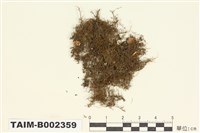 藏品(羽苔科 )的圖片